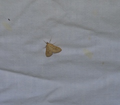 Paracorsia repandalis