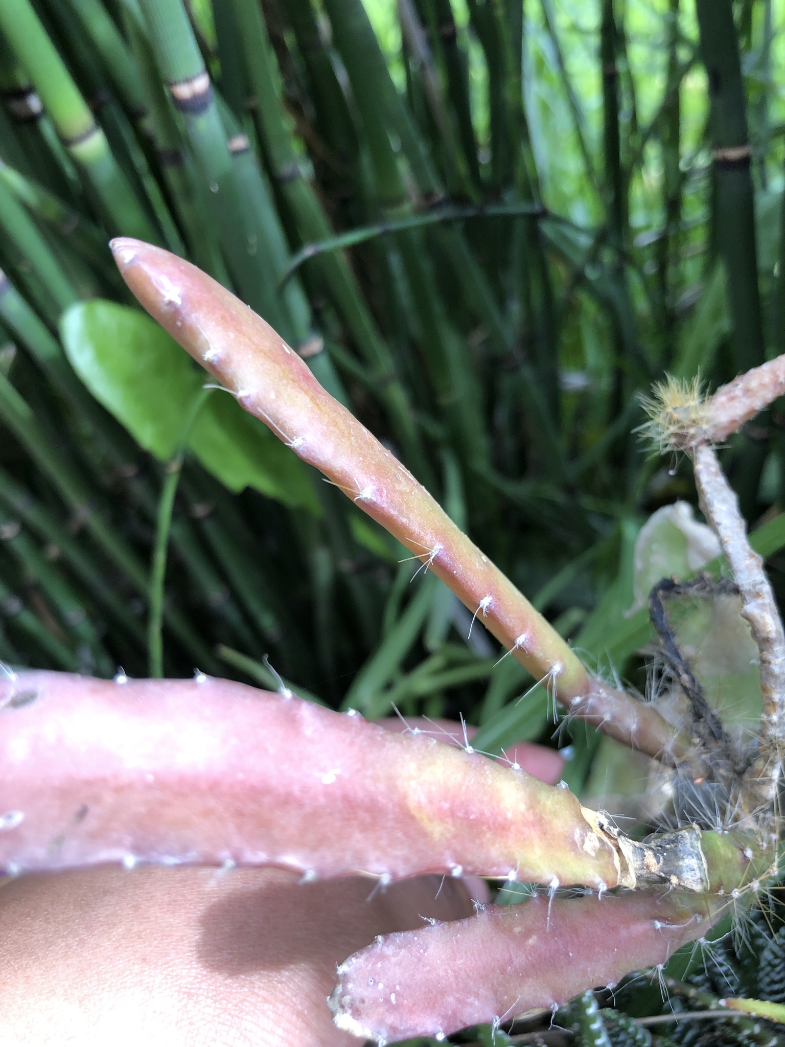 Imagem de Cacto-orquídea