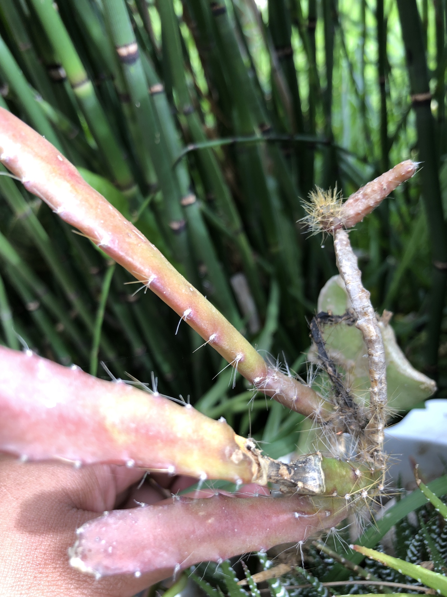 Imagem de Cacto-orquídea