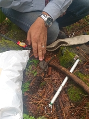 Peromyscus melanotis