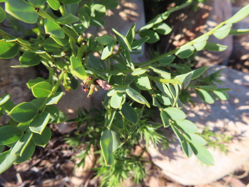 Image of Indigofera frutescens by (c) linkie, some rights reserved (CC BY)
