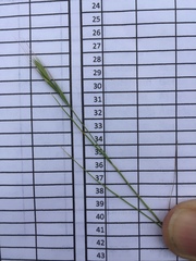 Brachypodium distachyon