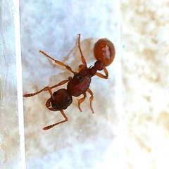 Myrmica sabuleti