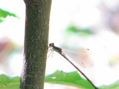 Lestes rectangularis