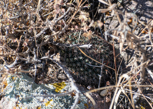 Mammillaria wagneriana