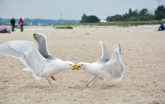 Larus argentatus argentatus