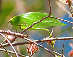 Stilpnochlora couloniana image