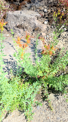 Hypericum perforatum