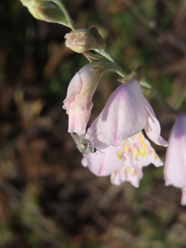 Image of Gladiolus martleyi by (c) linkie, some rights reserved (CC BY)