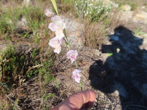 Image of Gladiolus martleyi by (c) linkie, some rights reserved (CC BY)