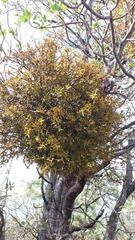 Arbutus tessellata