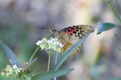 Asclepias nivea
