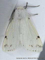 Spilosoma dubia