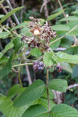 Rubus niveus