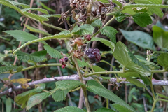 Rubus niveus