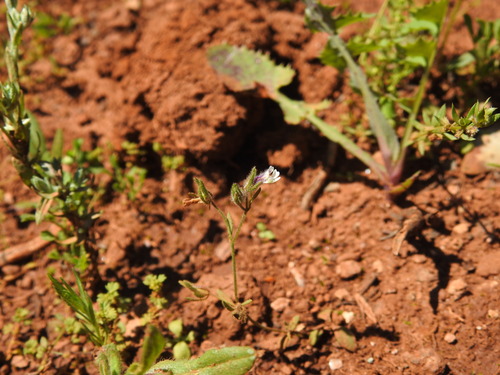Image of Chaenorhinum rubrifolium by (c) Duarte Frade, some rights reserved (CC BY)