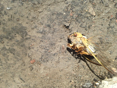 Megatibicen dealbatus