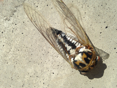 Megatibicen dealbatus