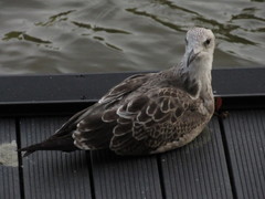 Larus fuscus