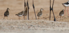 Calidris pugnax