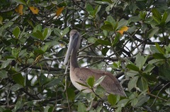 Pelecanus occidentalis