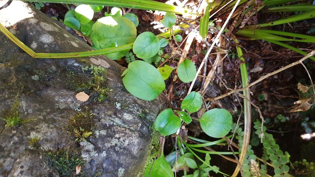 Myosotis pottsiana