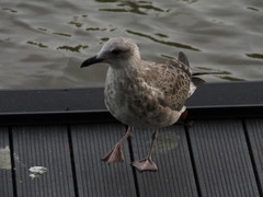 Larus fuscus