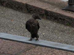 Corvus monedula