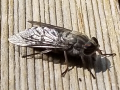 Hybomitra microcephala