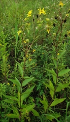 Silphium asteriscus dentatum