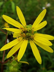 Silphium asteriscus dentatum
