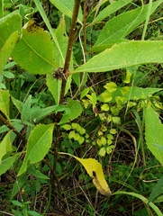 Silphium asteriscus dentatum