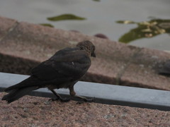 Corvus monedula