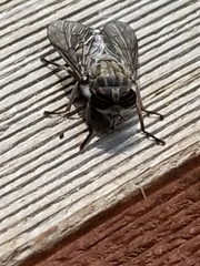 Hybomitra microcephala