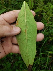 Silphium asteriscus dentatum