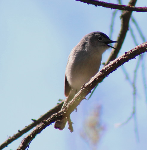 iNaturalist observation photo of Blue-gray Gnatcatcher