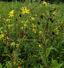 Silphium asteriscus dentatum