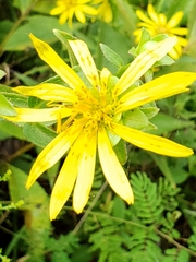 Silphium asteriscus dentatum
