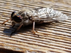 Hybomitra microcephala