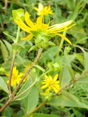 Silphium asteriscus dentatum