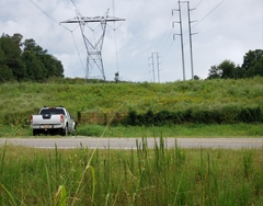 Silphium asteriscus dentatum
