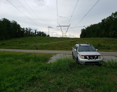 Silphium asteriscus dentatum