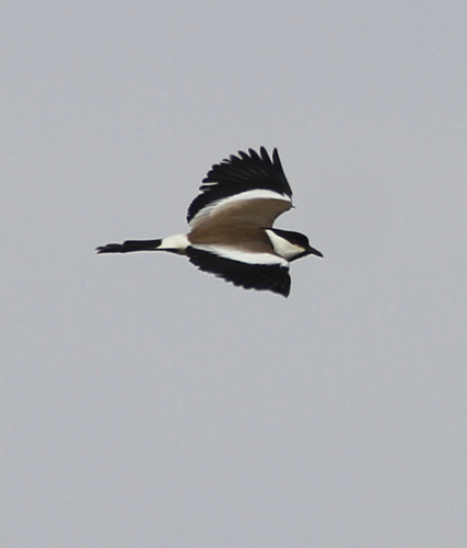 Spur-winged Lapwing