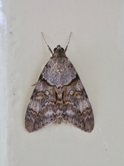 Catocala jonasii