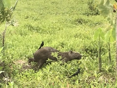 Hydrochoerus hydrochaeris