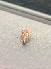 Cyrtolobus tuberosus