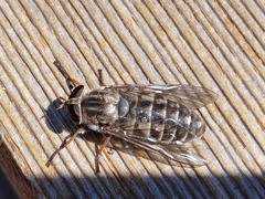 Hybomitra microcephala