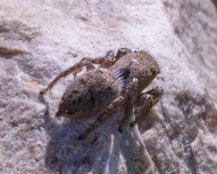 Habronattus coecatus