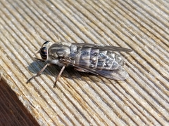 Hybomitra microcephala