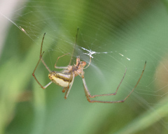 Tetragnatha elongata